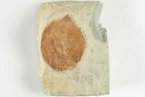 1.8" Fossil Leaf (Davidia) - Montana - #201331-1